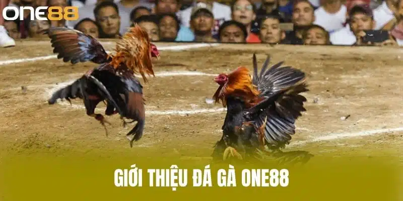 Giới thiệu đá gà one88