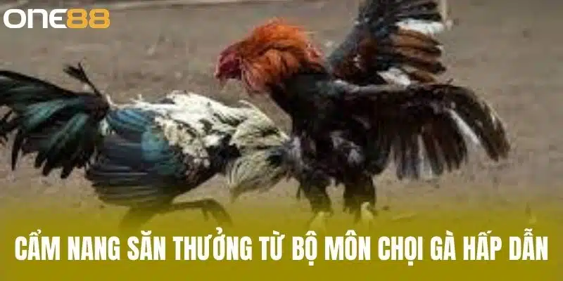 Cẩm nang săn thưởng từ bộ môn chọi gà hấp dẫn